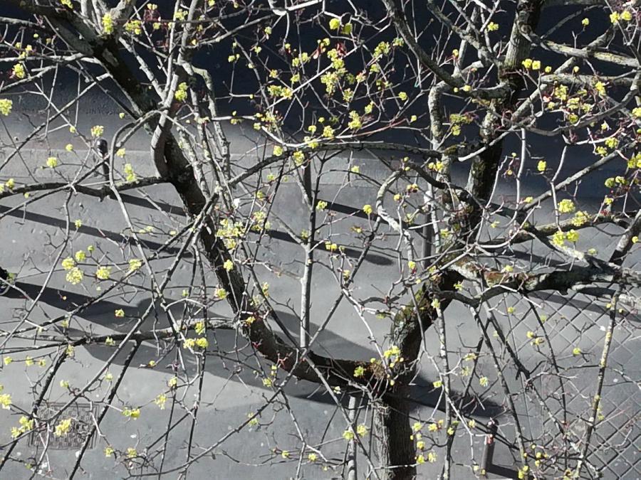 #AMAFENETRE Hala, Paris, 5 avril / je me masque, mon arbre se dévoile