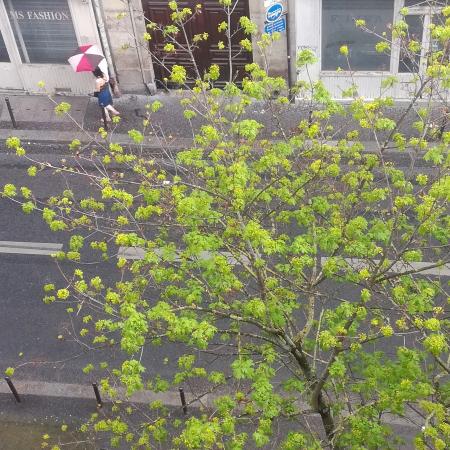 #AMAFENETRE Hala, Paris, 12 avril / je me masque, mon arbre se dévoile