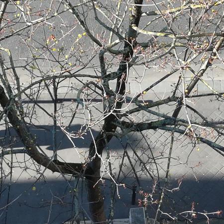 #AMAFENETRE Hala, Paris, 31 mars / je me masque, mon arbre se dévoile