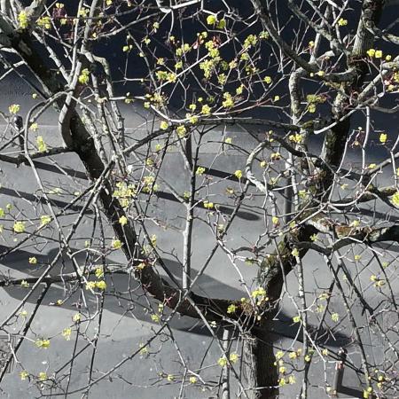 #AMAFENETRE Hala, Paris, 5 avril / je me masque, mon arbre se dévoile
